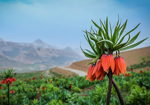 پیش بینی آسمانی صاف و گاهی وزش باد