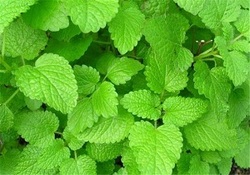 دمنوش ها چه نقشی در رفع طبع سودا دارند؟ + فیلم