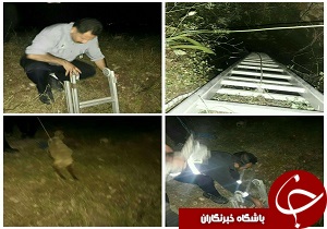 نجات بره گوسفند بازیگوش از چاه 5 متری