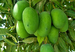 آغاز برداشت انبه نارس از باغ های شهرستان میناب