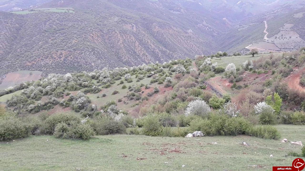 چشم&zwnj;اندازی از طبیعت جذاب و سرسبز در درمزار + تصاویر