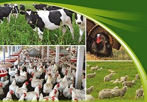 قاینات رتبه دوم جمعیت دام و طیور خراسان جنوبی