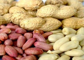 آغاز کشت مکانیزه بادام زمینی در آستانه اشرفیه