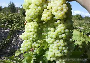 مشاهده سفیدک انگور در ۸۰ هکتار از باغات خراسان شمالی