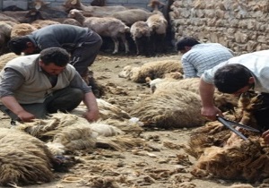 پیش بینی تولید بیش از 350 تن پشم مرغوب در اصلاندوز
