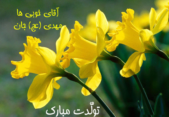 عکس نوشته ویژه ولادت امام زمان (عج)