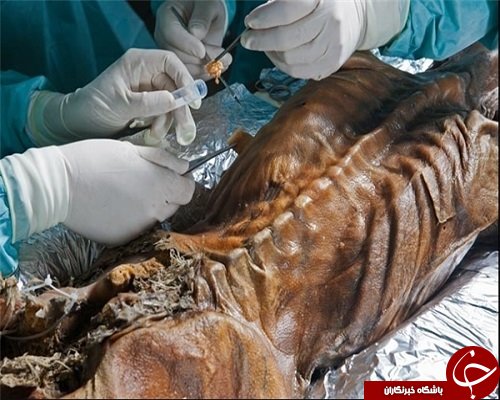 مومیایی&zwnj;ها چگونه رازگشایی می&zwnj;شوند؟+ تصاویر