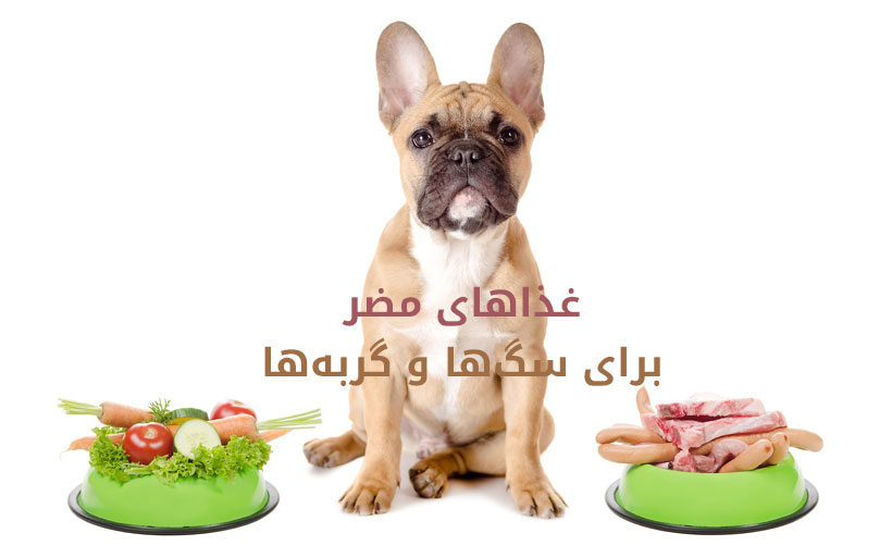 غذاهای ممنوعه و مضر برای سگ و گربه + لیست