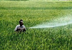 آغاز مبارزه با سن مادر 9 هزار هکتار از اراضی ملایر