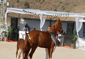 مرودشت میزبان جشنواره اسبان اصیل ایرانی جنوب کشور