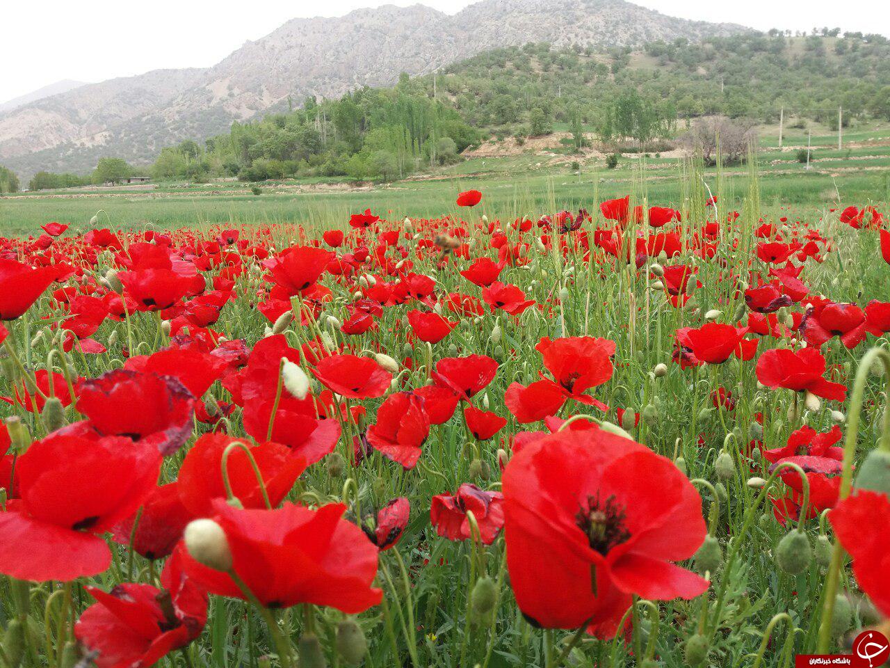 طبیعت زیبای روستای 