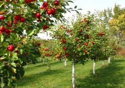 فصل برداشت خوشه های زرین + فیلم