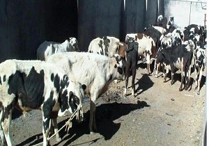 کشف ۱۷ راس گوساله قاچاق در سراوان