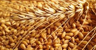 تولید بذر گندم  در ایلام