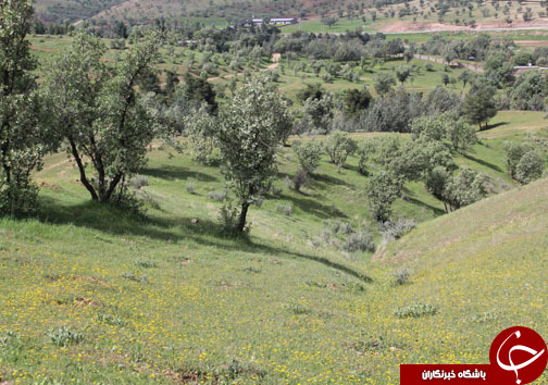 تصـاویری زیبا و بهاری از پـارک جنگلی شـوراب در خــرم آباد