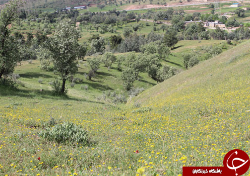 تصـاویری زیبا و بهاری از پـارک جنگلی شـوراب در خــرم آباد