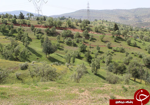 تصـاویری زیبا و بهاری از پـارک جنگلی شـوراب در خــرم آباد