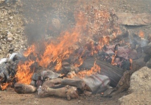 معدوم سازی ۳ تن گوشت برزیلی قاچاق