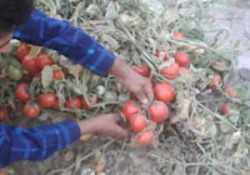 وضعیت نامناسب بازار و زمبن ماندن گوجه در امیرآباد + فیلم