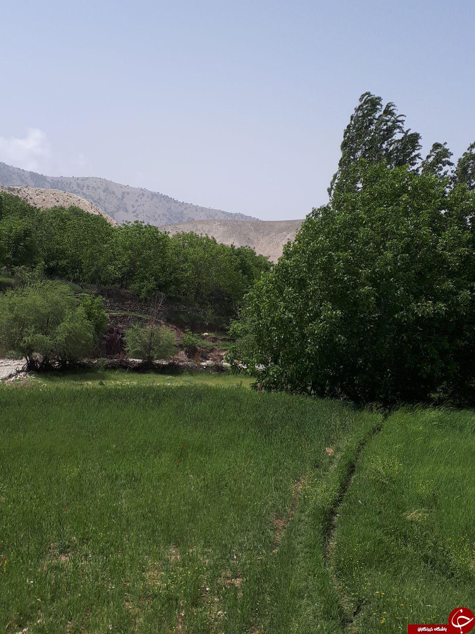 نمایی از طبیعت بهاری در روستای محمودآباد + تصاویر