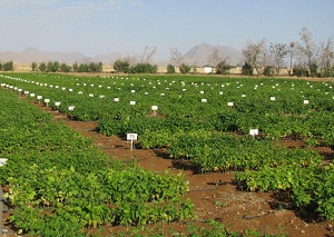 تولید بیش از ۷ هزار تن بذر اصلاح شده توسط پژوهشگران استان مرکزی