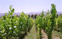 پتانسیل مطلوب زنجان برای رشد صنوبر