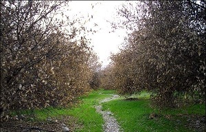 خسارت سرما زدگی به ۸۵ درصد باغات نوبران