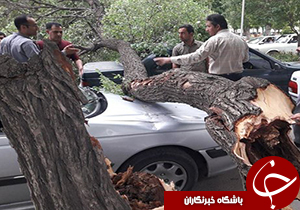 شکسته شدن درخت درمیدان استانداری خرم آباد و خسارت به۳خودرو