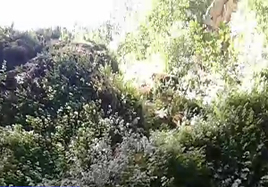 نمایی از طبیعت زیبای روستای الارز در بهشهر + فیلم