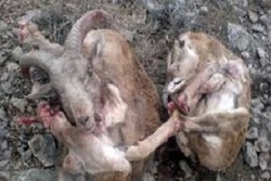 سیاست دولت در فضای مجازی + فیلم
