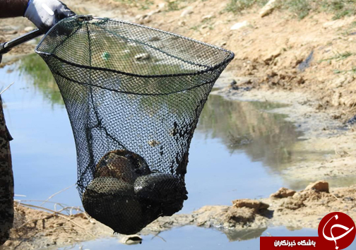 ادامه نجات لاک پشت&zwnj;ها در مرودشت