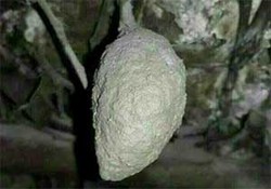 خرافات عجیب و باور نکردنی مردم ایتالیا! + فیلم
