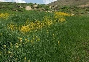 تولید ۲۴۰ کیلوگرم علوفه در شرق گلستان