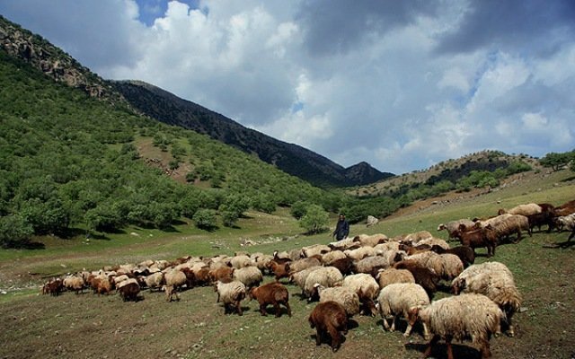 لزوم استفاده از طرح&zwnj;های مرتع&zwnj;داری در جنوب کرمان