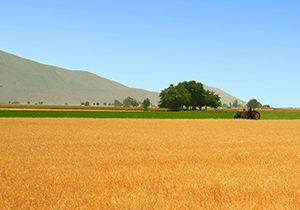 پیش بینی برداشت ۲۰ هزار تن محصول جو در گلستان