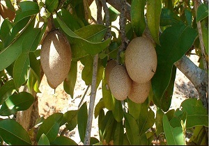 بیش از ۲ هزارتن میوه گرمسیری روانه بازار مصرف شد