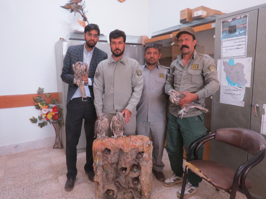 کشف چهار بهله پرنده شکاری بالابان در خواف