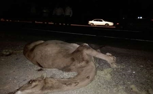 شترهای سرگردان بلای جان مسافران