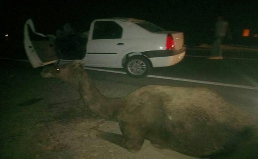 شترهای سرگردان بلای جان مسافران