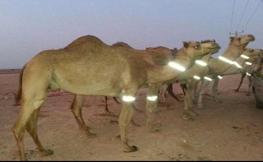 شترهای سرگردان بلای جان مسافران