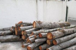 &zwnj; کشف ۲۲ تُن چوب قاچاق در شفت/ ۲ نفر دستگیر شدند