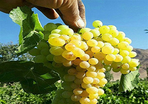 بیش از ۲ میلیون تن انواع محصولات زراعی در لرستان تولید می شود