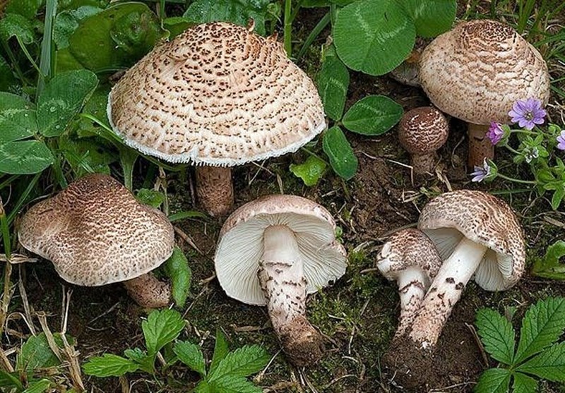 مسمومیت قارچی جان ۹ کرمانشاهی را گرفت