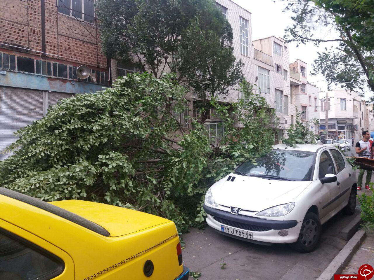 سقوط درخت در اثر وزش باد شدید + تصاویر