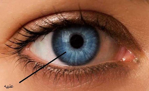 خوراکی&zwnj;های انرژی زا&nbsp;را بشناسیم/ اختراعی جدید برای بینایی افراد/ گل مژه چیست