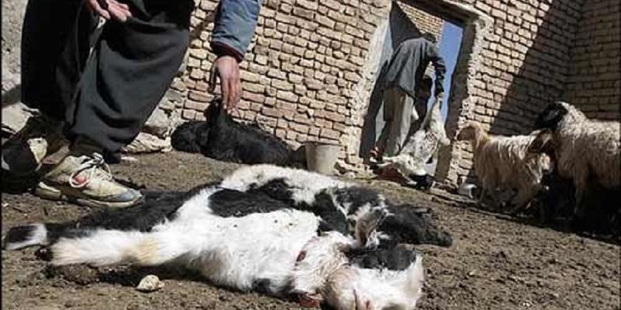 افزایش کانون بیماری تب برفکی در زنجان