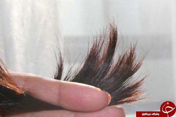 آیا میدانید؛ چند نوع موخوره داریم؟ آیا میدانید؛ چند نوع موخوره داریم؟