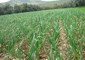 افزایش بیش از 3 برابری سطح زیر کشت سیر در تویسرکان