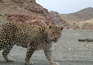 مشاهده پلنگ ایرانی در منطقه حفاظت شده آق داغ