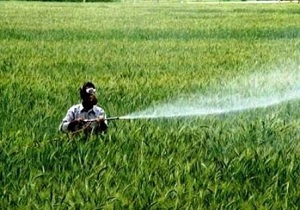 مبارزه با آفت سن گندم در مزارع استان قزوین